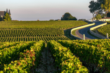 Blick auf Weinfeld in Frankreich