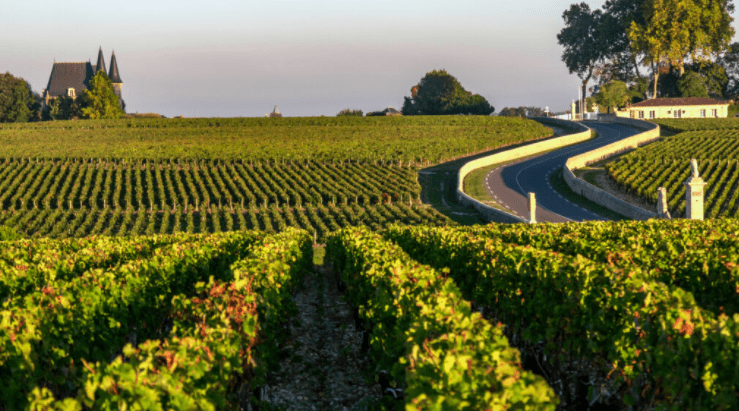 Eine schöne Weinlandschaft in Bordeaux